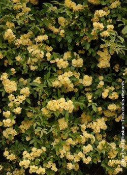 ROSA banksiae LUTEA