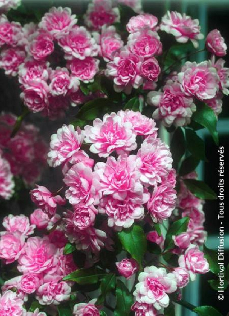 ROSA banksiae ROSEA