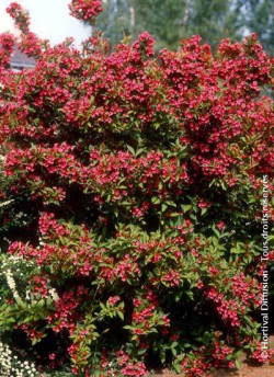 WEIGELA BRISTOL RUBY