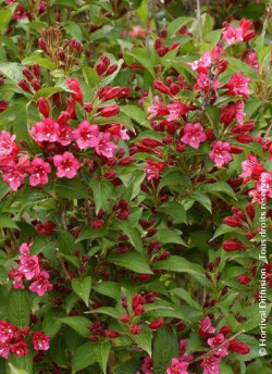 WEIGELA BRISTOL RUBY