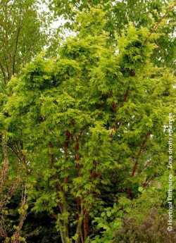ACER palmatum SENKAKI ou SANGOKAKU