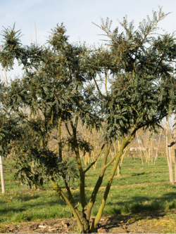 SOPHORA SUN KING
