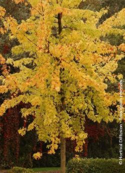 erable-argente-decoupe-wieri-acer-saccharinum-laciniatum-wieri.jpg