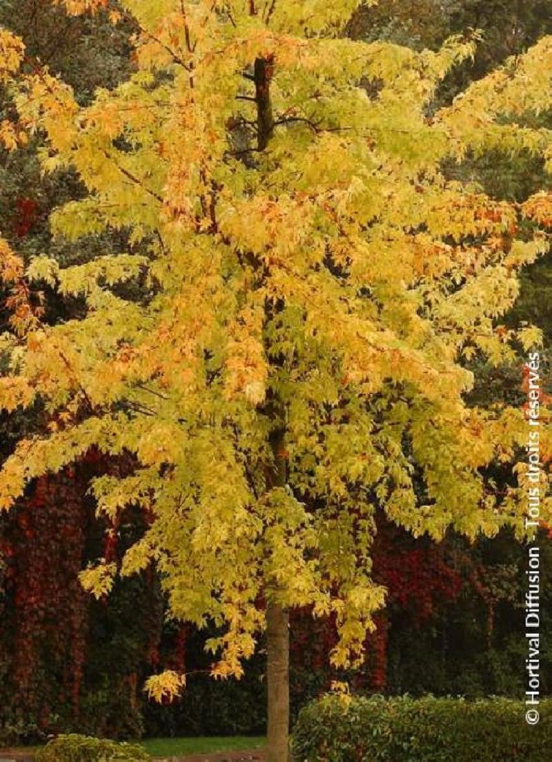 erable-argente-decoupe-wieri-acer-saccharinum-laciniatum-wieri.jpg