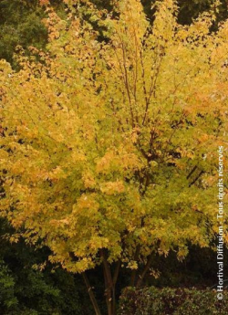 erable-argente-decoupe-wieri-acer-saccharinum-laciniatum-wieri-2.jpg