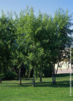 erable-argente-decoupe-wieri-acer-saccharinum-laciniatum-wieri-3.jpg