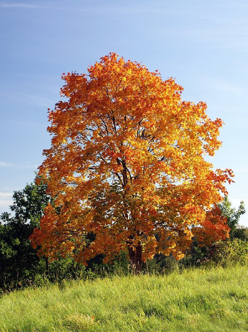 ACER platanoides