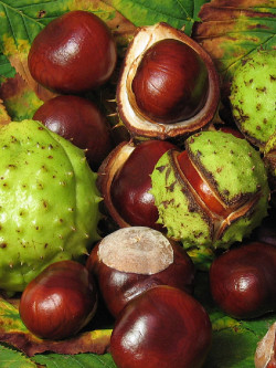 marronnier-dinde-aesculus-hippocastanum-4.jpg