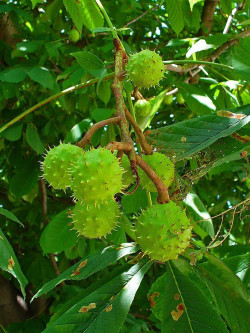 AESCULUS hippocastanum