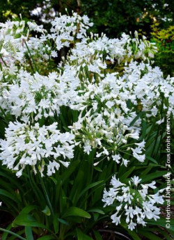 agapanthe-arctic-star-agapanthus-arctic-star-3.jpg
