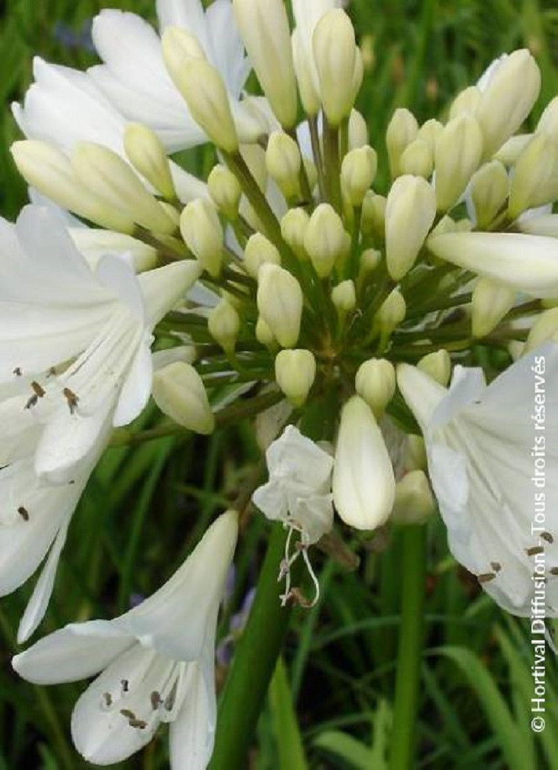 agapanthe-arctic-star-agapanthus-arctic-star.jpg