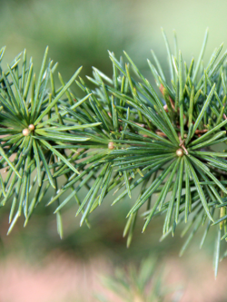 CEDRUS atlantica