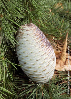 CEDRUS libani