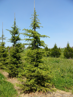 CEDRUS libani