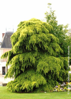 CEDRUS deodara AUREA