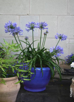 AGAPANTHUS PITCHOUNE BLUE