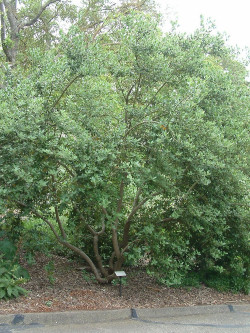 GARRYA elliptica
