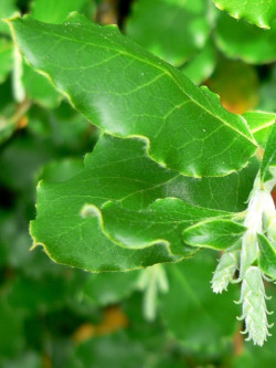 GARRYA elliptica
