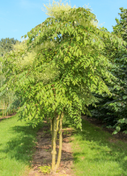 aralie-du-japon-aralia-elata-1.jpg