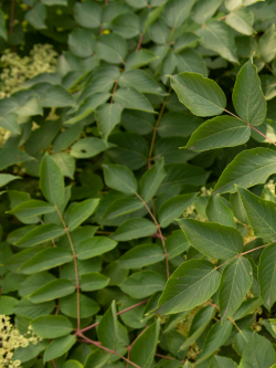 aralie-du-japon-aralia-elata-3.jpg