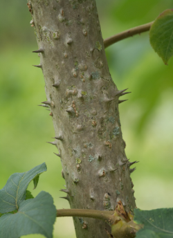 aralie-du-japon-aralia-elata-2.jpg