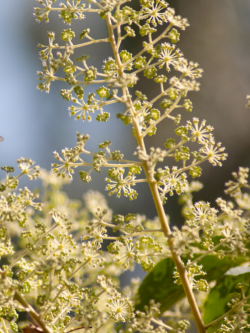 aralie-du-japon-aralia-elata-4.jpg
