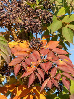 aralie-du-japon-aralia-elata.jpg