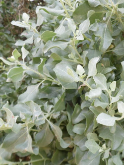 ATRIPLEX halimus