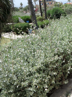 ATRIPLEX halimus
