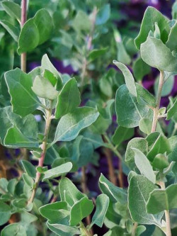 ATRIPLEX halimus