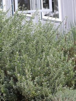 ATRIPLEX halimus