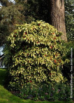 AUCUBA japonica CROTONIFOLIA