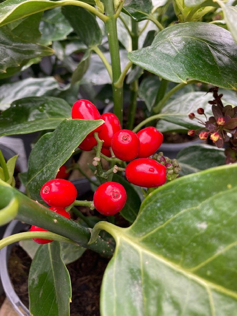 AUCUBA japonica
