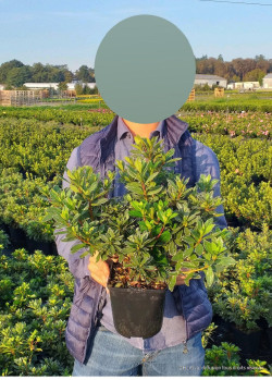 AZALEA japonica En pot de 4-5 litres diamètre 030-040 cm