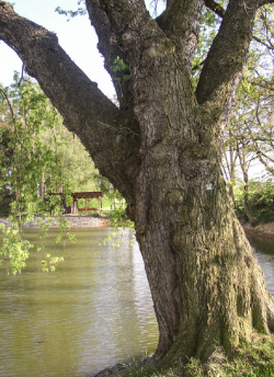 ACER saccharinum