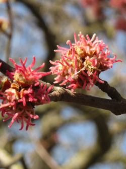 ACER saccharinum