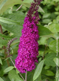 BUDDLEIA davidii ROYAL RED