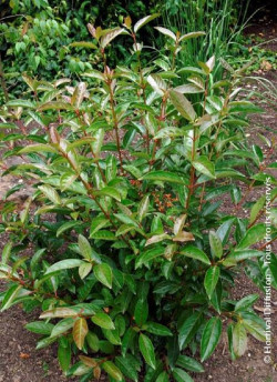 VIBURNUM LE BOIS MARQUIS