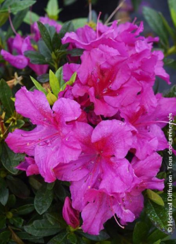 azalee-du-japon-repetita-violet-azalea-japonica-repetita-violet.jpg