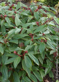 VIBURNUM davidii