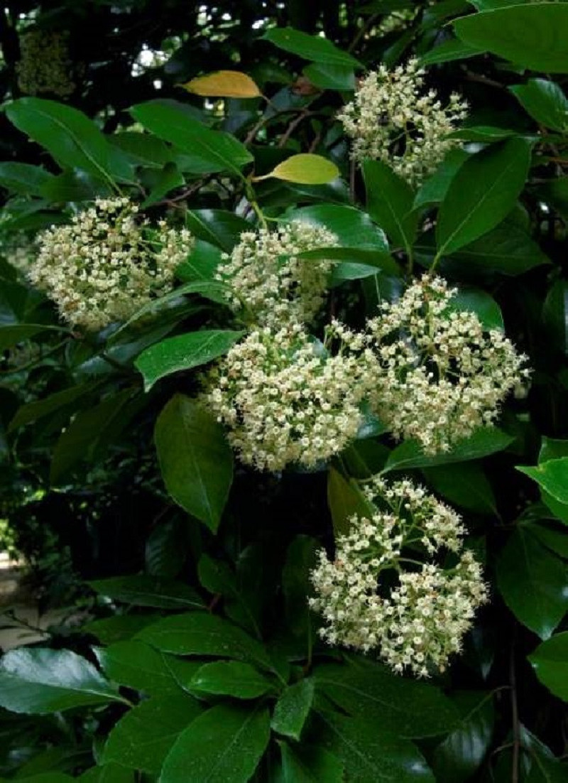 VIBURNUM ODORATISSIMUM
