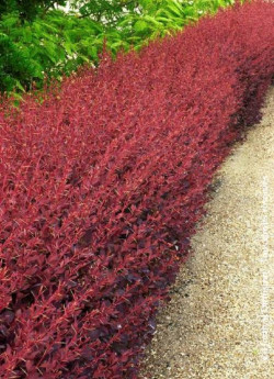 BERBERIS ottawensis AURICOMA