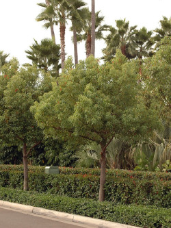 CINNAMOMUM camphora