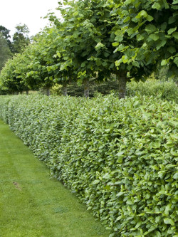 VIBURNUM tinus
