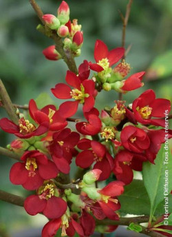 CHAENOMELES speciosa HOT FIRE