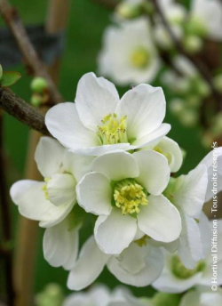 CHAENOMELES speciosa NIVALIS