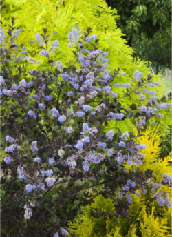 CEANOTHUS TUXEDO
