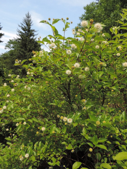 CEPHALANTHUS occidentalis