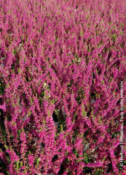 CALLUNA vulgaris ROUGE