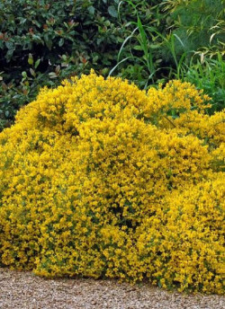 GENISTA lydia